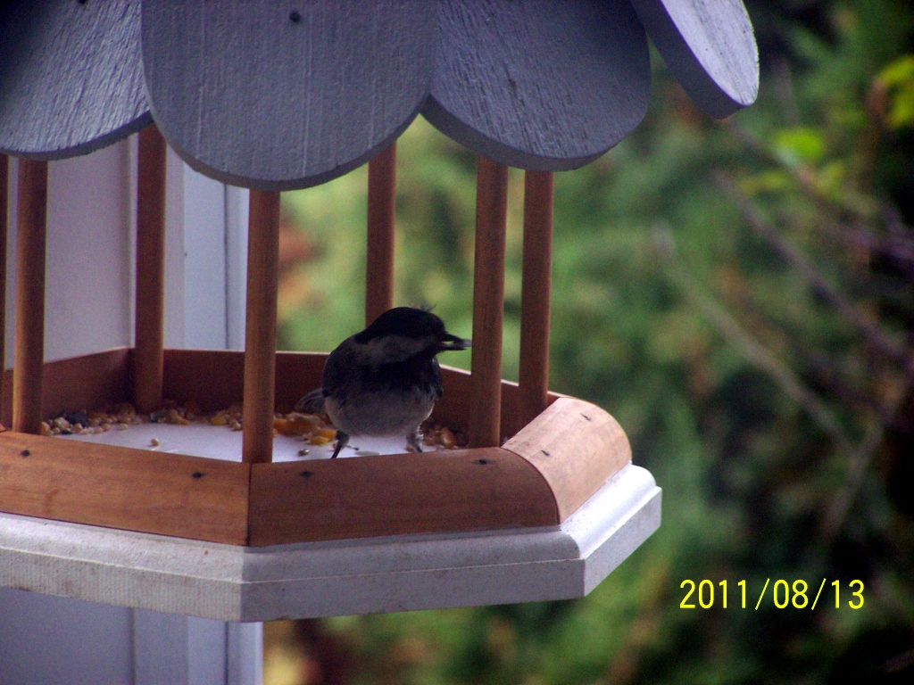 Black-capped Chickadee